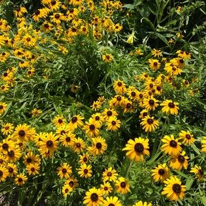 Meet your Posher, Jane